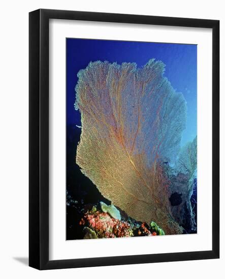 Underwater, Bonaire, Netherlands Antilles-Connie Bransilver-Framed Photographic Print