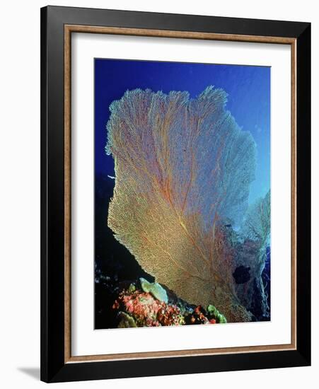 Underwater, Bonaire, Netherlands Antilles-Connie Bransilver-Framed Photographic Print