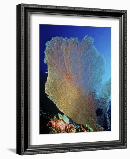 Underwater, Bonaire, Netherlands Antilles-Connie Bransilver-Framed Photographic Print