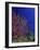 Underwater, Bonaire, Netherlands Antilles-Connie Bransilver-Framed Photographic Print