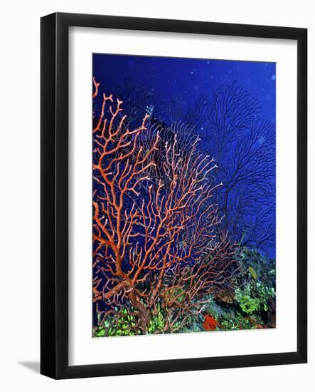 Underwater, Bonaire, Netherlands Antilles-Connie Bransilver-Framed Photographic Print