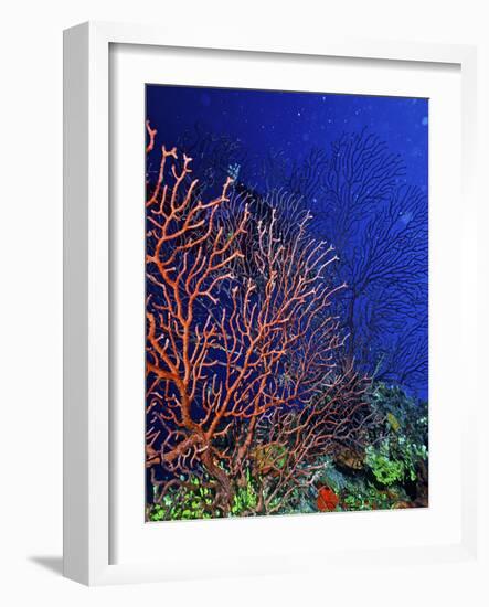 Underwater, Bonaire, Netherlands Antilles-Connie Bransilver-Framed Photographic Print