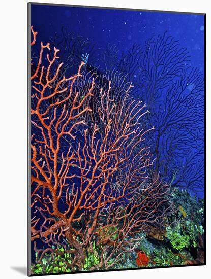 Underwater, Bonaire, Netherlands Antilles-Connie Bransilver-Mounted Photographic Print