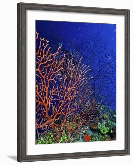 Underwater, Bonaire, Netherlands Antilles-Connie Bransilver-Framed Photographic Print