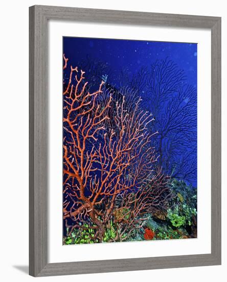 Underwater, Bonaire, Netherlands Antilles-Connie Bransilver-Framed Photographic Print