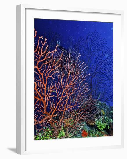 Underwater, Bonaire, Netherlands Antilles-Connie Bransilver-Framed Photographic Print