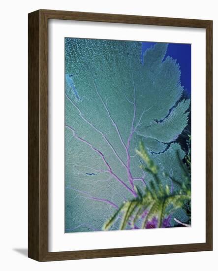 Underwater, Bonaire, Netherlands Antilles-Connie Bransilver-Framed Photographic Print