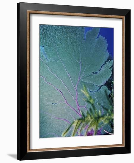 Underwater, Bonaire, Netherlands Antilles-Connie Bransilver-Framed Photographic Print