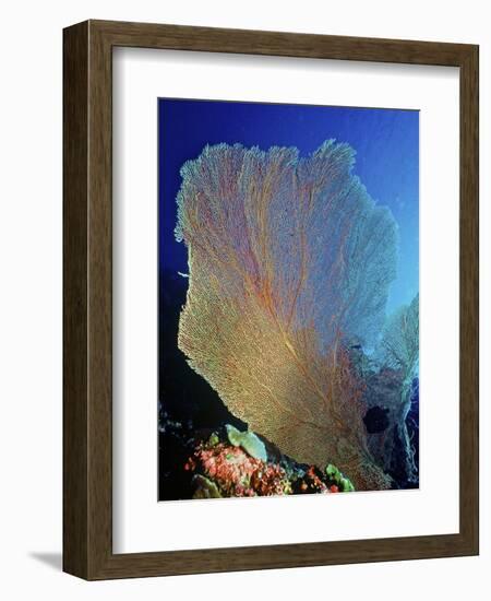 Underwater, Bonaire, Netherlands Antilles-Connie Bransilver-Framed Photographic Print