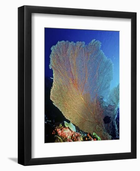 Underwater, Bonaire, Netherlands Antilles-Connie Bransilver-Framed Photographic Print