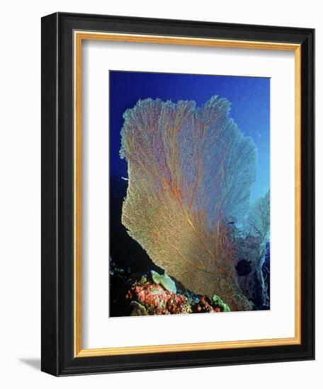 Underwater, Bonaire, Netherlands Antilles-Connie Bransilver-Framed Photographic Print