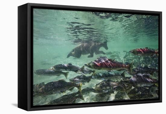 Underwater Brown Bear, Katmai National Park, Alaska-Paul Souders-Framed Premier Image Canvas