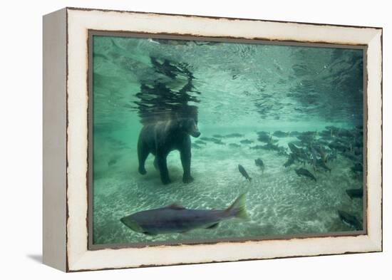 Underwater Brown Bear, Katmai National Park, Alaska-Paul Souders-Framed Premier Image Canvas