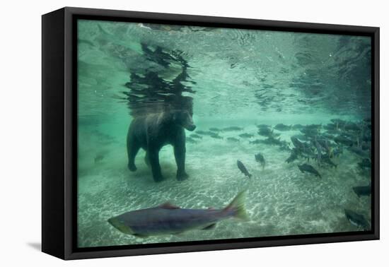 Underwater Brown Bear, Katmai National Park, Alaska-Paul Souders-Framed Premier Image Canvas