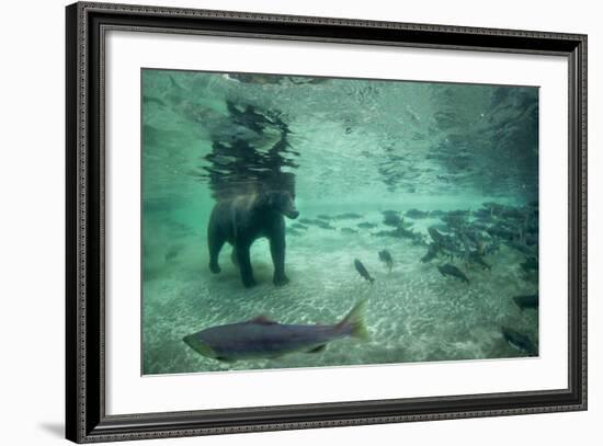 Underwater Brown Bear, Katmai National Park, Alaska-Paul Souders-Framed Photographic Print