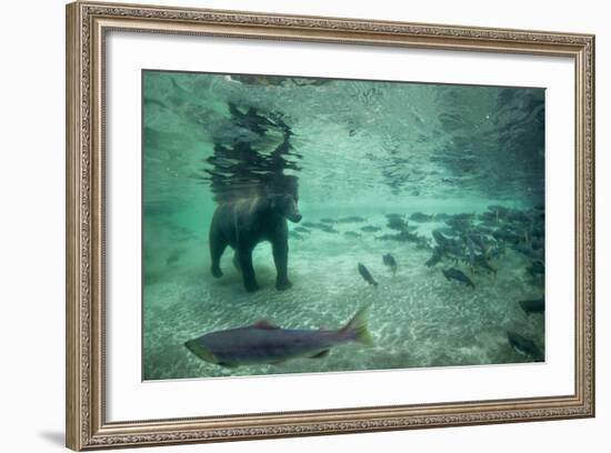 Underwater Brown Bear, Katmai National Park, Alaska-Paul Souders-Framed Photographic Print