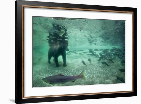 Underwater Brown Bear, Katmai National Park, Alaska-Paul Souders-Framed Photographic Print