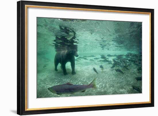 Underwater Brown Bear, Katmai National Park, Alaska-Paul Souders-Framed Photographic Print