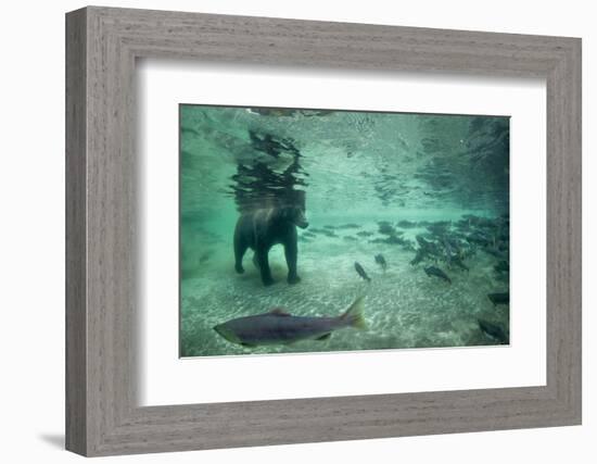 Underwater Brown Bear, Katmai National Park, Alaska-Paul Souders-Framed Photographic Print