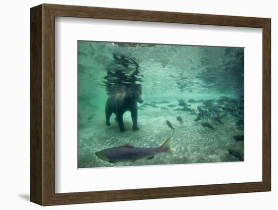 Underwater Brown Bear, Katmai National Park, Alaska-Paul Souders-Framed Photographic Print