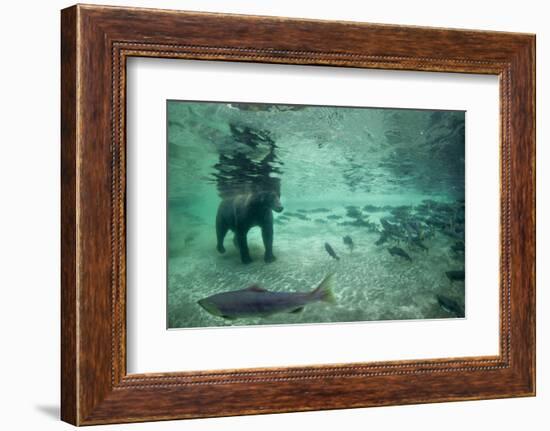 Underwater Brown Bear, Katmai National Park, Alaska-Paul Souders-Framed Photographic Print