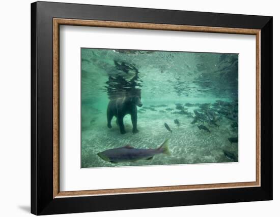 Underwater Brown Bear, Katmai National Park, Alaska-Paul Souders-Framed Photographic Print