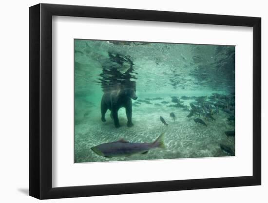 Underwater Brown Bear, Katmai National Park, Alaska-Paul Souders-Framed Photographic Print