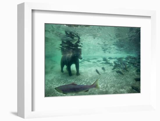 Underwater Brown Bear, Katmai National Park, Alaska-Paul Souders-Framed Photographic Print