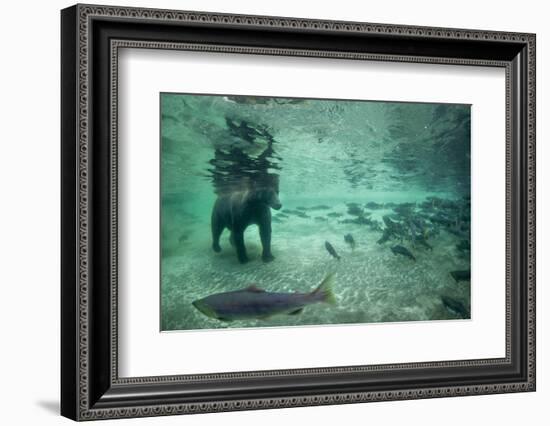 Underwater Brown Bear, Katmai National Park, Alaska-Paul Souders-Framed Photographic Print