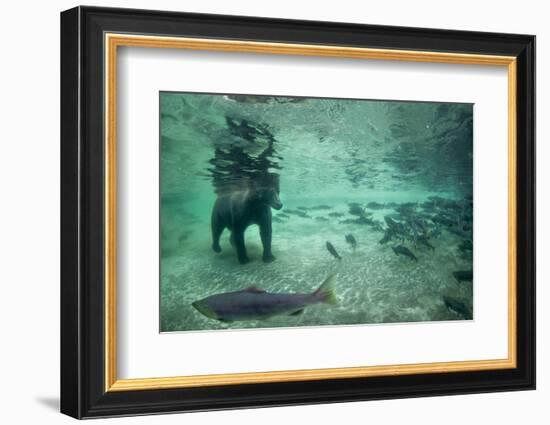 Underwater Brown Bear, Katmai National Park, Alaska-Paul Souders-Framed Photographic Print