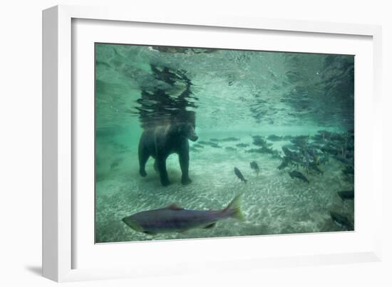 Underwater Brown Bear, Katmai National Park, Alaska-Paul Souders-Framed Photographic Print