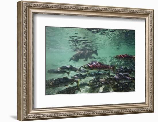 Underwater Brown Bear, Katmai National Park, Alaska-Paul Souders-Framed Photographic Print