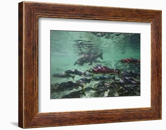 Underwater Brown Bear, Katmai National Park, Alaska-Paul Souders-Framed Photographic Print