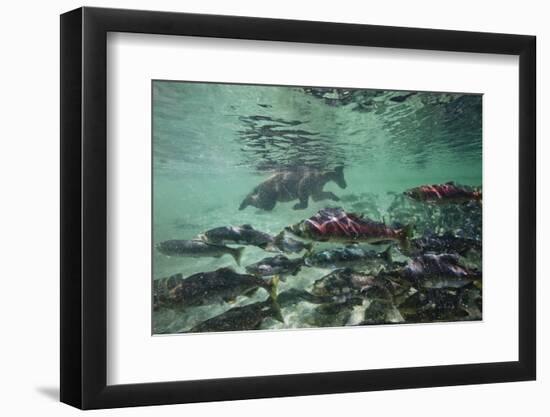 Underwater Brown Bear, Katmai National Park, Alaska-Paul Souders-Framed Photographic Print