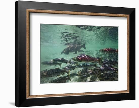 Underwater Brown Bear, Katmai National Park, Alaska-Paul Souders-Framed Photographic Print