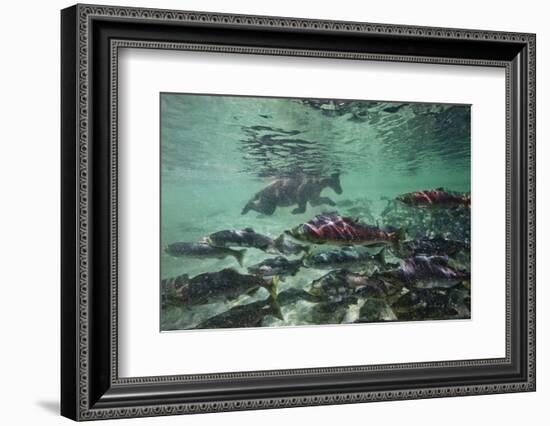 Underwater Brown Bear, Katmai National Park, Alaska-Paul Souders-Framed Photographic Print