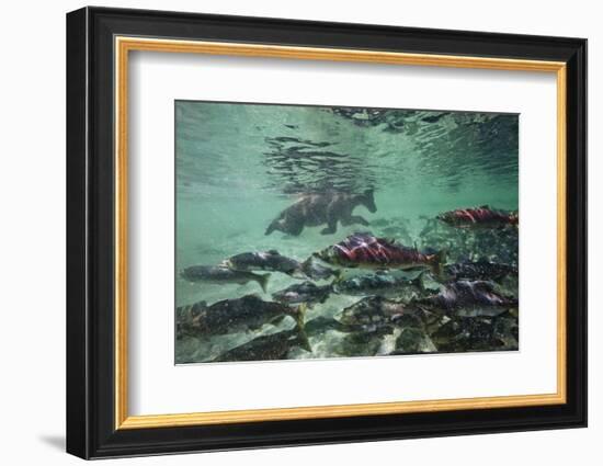 Underwater Brown Bear, Katmai National Park, Alaska-Paul Souders-Framed Photographic Print