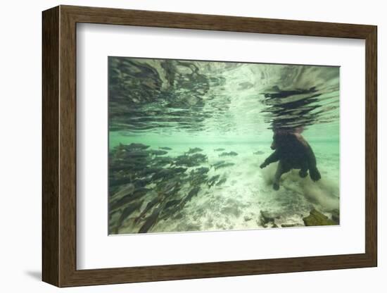 Underwater Brown Bear, Katmai National Park, Alaska-Paul Souders-Framed Photographic Print