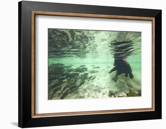 Underwater Brown Bear, Katmai National Park, Alaska-Paul Souders-Framed Photographic Print