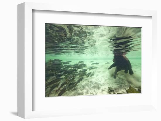 Underwater Brown Bear, Katmai National Park, Alaska-Paul Souders-Framed Photographic Print