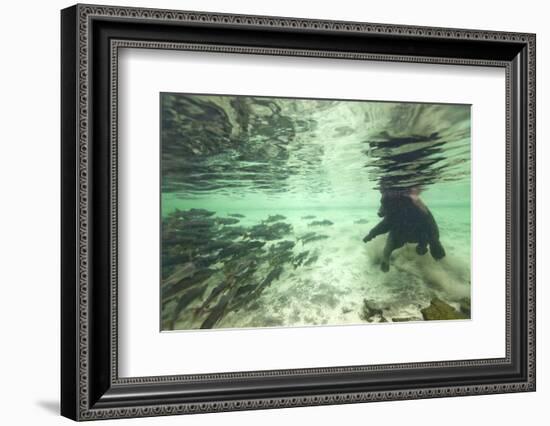 Underwater Brown Bear, Katmai National Park, Alaska-Paul Souders-Framed Photographic Print