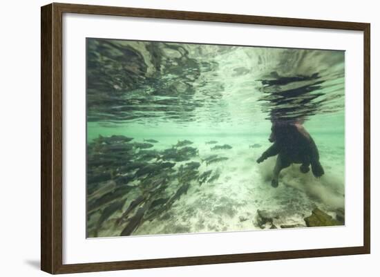 Underwater Brown Bear, Katmai National Park, Alaska-Paul Souders-Framed Photographic Print