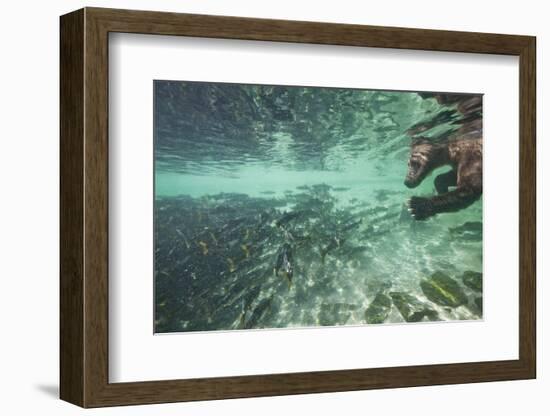 Underwater Brown Bear, Katmai National Park, Alaska-Paul Souders-Framed Photographic Print