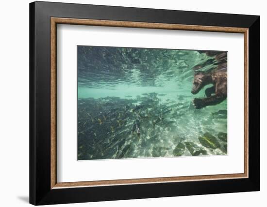 Underwater Brown Bear, Katmai National Park, Alaska-Paul Souders-Framed Photographic Print