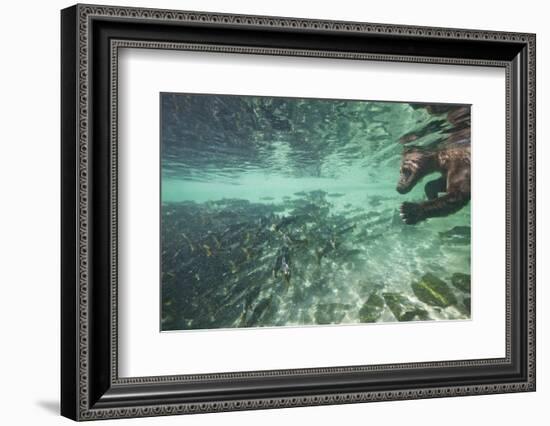 Underwater Brown Bear, Katmai National Park, Alaska-Paul Souders-Framed Photographic Print