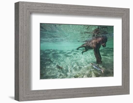 Underwater Brown Bear, Katmai National Park, Alaska-null-Framed Photographic Print