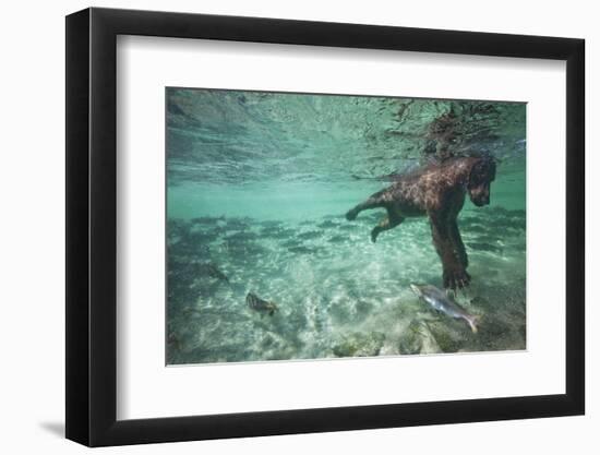 Underwater Brown Bear, Katmai National Park, Alaska-null-Framed Photographic Print