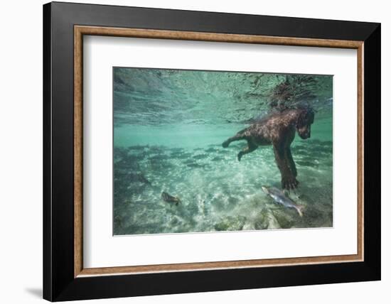 Underwater Brown Bear, Katmai National Park, Alaska-null-Framed Photographic Print