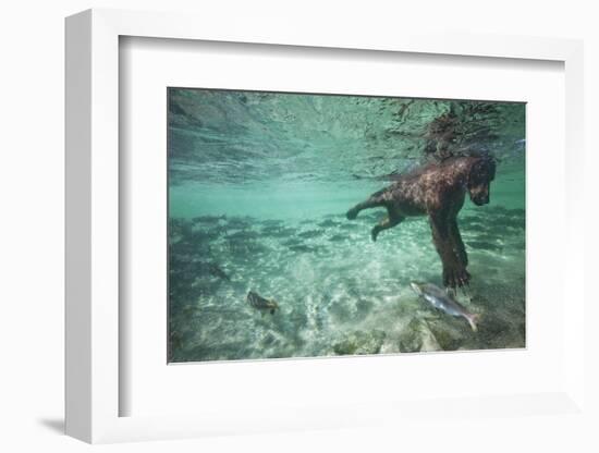 Underwater Brown Bear, Katmai National Park, Alaska-null-Framed Photographic Print