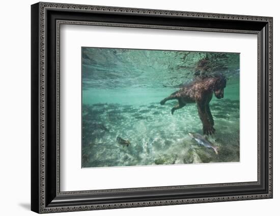 Underwater Brown Bear, Katmai National Park, Alaska-null-Framed Photographic Print